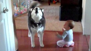 VIDEO. Pes a batoľa. O tomto vášnivo diskutovali