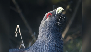 Fotograf natrafil na vzácneho hlucháňa, no odniesol si aj bolestivú pamiatku