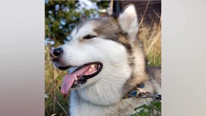 Sučku v osade zabili pre mäso. Ľudia protestovali proti beztrestnosti páchateľov