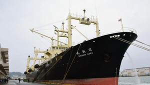 Japonci zabili počas zákazu tristo vráskavcov. Tvrdia, že pre výskum