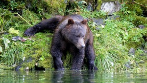 Hubára napadol v lese medveď, za pár sekúnd mu dohrýzol celú nohu