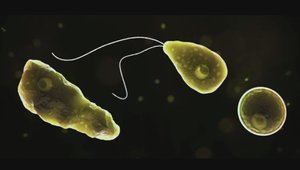 11-ročný chlapec zomrel po nakazení smrteľným parazitom