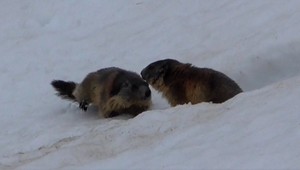 VIDEO: V Tatrách sa oteplilo, zo spánku sa zobudili aj svište