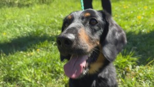 Dionov príbeh so šťastným koncom: Zrazený a postrelený psík našiel nový domov