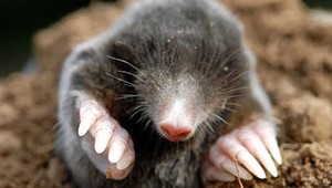 Šiesty prst krta? Len obyčajné zápästie...