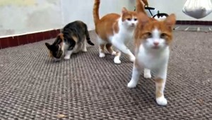 Pyrotechnika je pre zvieratá stresujúca i nebezpečná, pripomínajú ochranári