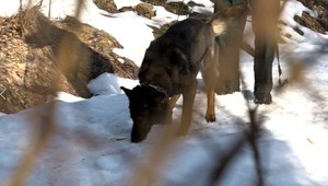 Čuch ho nesklamal. Policajný pes vypátral zlodeja po piatich kilometroch