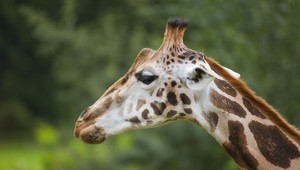 Žirafa sa dostala na zoznam ohrozených zvierat