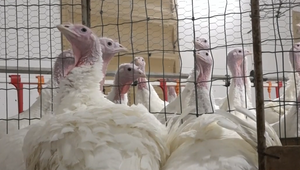 Študenti v Ivanke pri Dunaji pomáhajú s chovom a spracovaním moriek