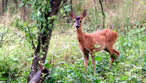 Poslanec zrazil srnu a naložil ju do kufra. Pre pytliactvo prišiel o kreslo