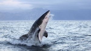 Mladík len o centimetre prežil útok žraloka!