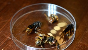 Prvý výskyt sršňa ázijského na Slovensku: Invazívny druh ohrozuje opeľovače a alergikov