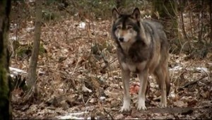 Vlk bol v zooparku niekoľko minút pod elektrickým prúdom. Pomáhať mu museli návštevníci