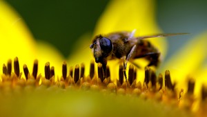 Včely ako odmínovacie čaty