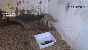 Polícia zadržala skupinu ľudí, ktorá mala v Európe obchodovať so zvieratami