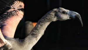 Plameniak si zmýlil Saudskú Arábiu so Sibírom. Život mu zachránili na diaľnici