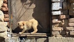 Dobrovoľníci vyrazili do ulíc. Pomáhajú pri odchyte stovky psov