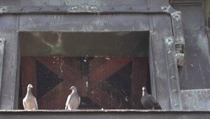 Nechutná zábavka mladíkov: Uprostred sídliska mali kopať do mŕtveho holuba