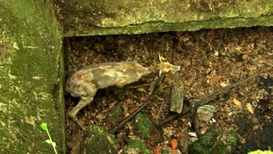 VIDEO: Kuriózna záchrana srnky. Motorkári ju našli v šachte pri autoumyvárni