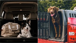 Chcete cestovať na dovolenku so psom? TAKTO ho jednoducho naučíte na klietku!