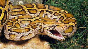 V motelovej izbe s 5 deťmi našli 40 pytónov!