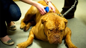 Dvojaký meter na ten istý problém? Čipovanie v Humennom