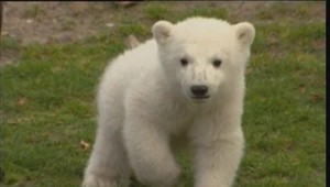 Medveď Knut filmovou hviezdou v Hollywoode?