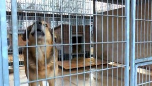 Pes napadol svojho majiteľa (†51), usmrtil ho