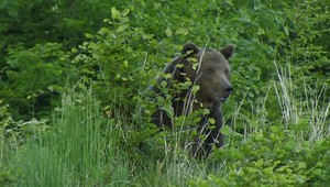Obyvatelia Žiaru nad Hronom v šoku: Blízko nemocnice spozorovali medveďa