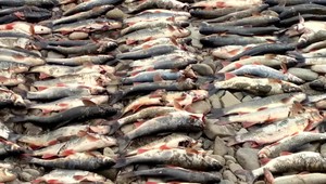 Masaker v rieke Kysuca: Neznámy páchateľ zabil autom vyše 300 rýb