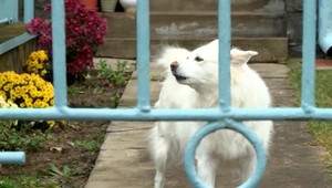 Rakúšanka dala omylom psa do sušičky bielizne