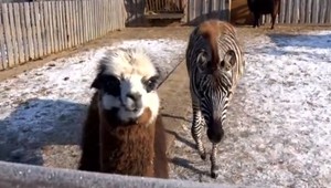 Silné mrazy trápia aj zvieratá v ZOO, najmä tie teplomilné