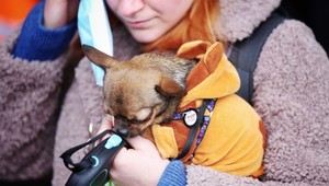 Na hraniciach funguje aj hotspot pre zvieratá, dobrovoľníci majú za sebou aj psie pôrody