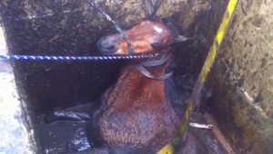 Hasiči zachránili koňa, ktorý spadol do šachty