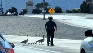 VIDEO: Nezvyčajná eskorta priamo na diaľnici. Policajti zachraňovali husaciu rodinku