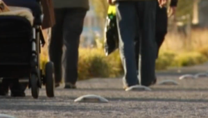 Sčítanie obyvateľov začne elektronicky už 15. februára. Otázka národnosti rozdeluje parlament