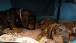 Detektívka pri hľadaní majiteľa psíkov. Ukázali sa chyby v čipovaní