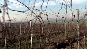 VIDEO: Slovensko sa môže vo svete vinárov pochváliť unikátom. Máme vinicu, ktorá nikdy nezamrzne