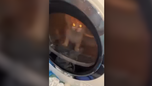 Mladíci zavreli mačku do sušičky a utýrali ju na smrť. Celú hrôzu si so smiechom natáčali