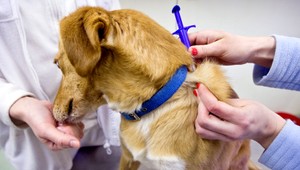 Nové povinnosti pre psíčkarov. Veterinár vám neošetrí domáceho miláčika, ak nebude začipovaný