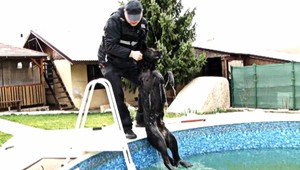 Psík ostal uväzený v pasci a takto to dopadlo