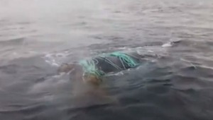 Veľryba uviazla v rybárskych sieťach. Zachraňovali ju hodiny