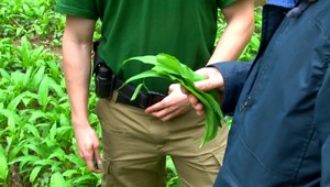 Trhanie medvedieho cesnaku vás môže vyjsť draho