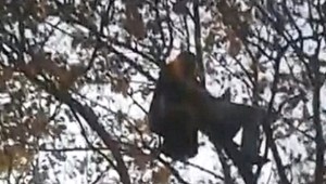 Sedel na konári a bolo mu dobre. Petra nevedeli dostať zo stromu