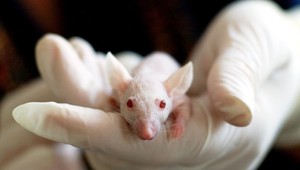 Neuveriteľný objav: Dá sa starnutie naozaj zvrátiť? Strašidelný experiment vedcov bol úspešný