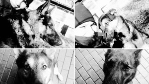 Krutá smrť šiestich policajných psov. Ich koterce zaplavila horúca voda