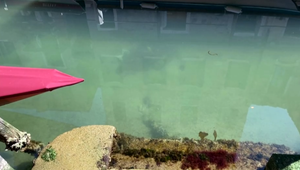 VIDEO: Benátske kanále sú kvôli koronavírusu čistejšie ako inokedy