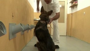 Kynológovia pracujú na unikátnom výskume, má pomôcť pri odhaľovaní páchateľov