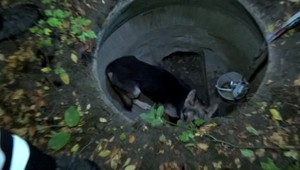 Pes spadol do otvorenej šachty, po niekoľkých dňoch ho zachránili