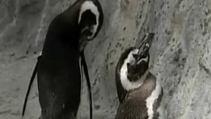 Teplý tučniak presedlal po rokoch na samičku kvôli "nehnuteľnosti"